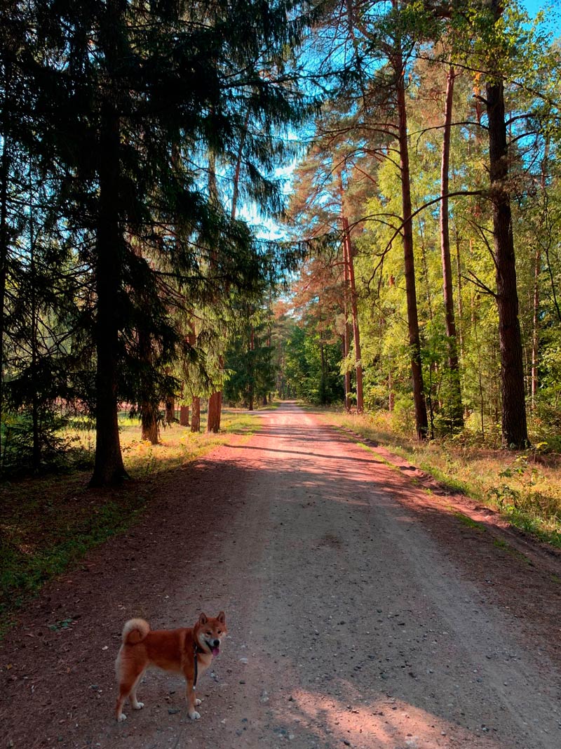 Беловежская пуща