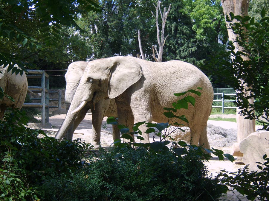 Городской зоопарк