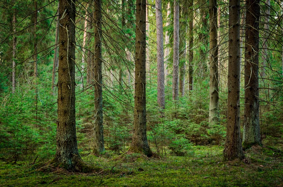 Прилепский заказник